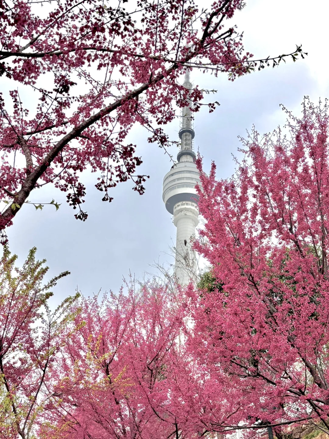 报❗️武汉龟山公园樱花美疯了！！3.1实拍！！！