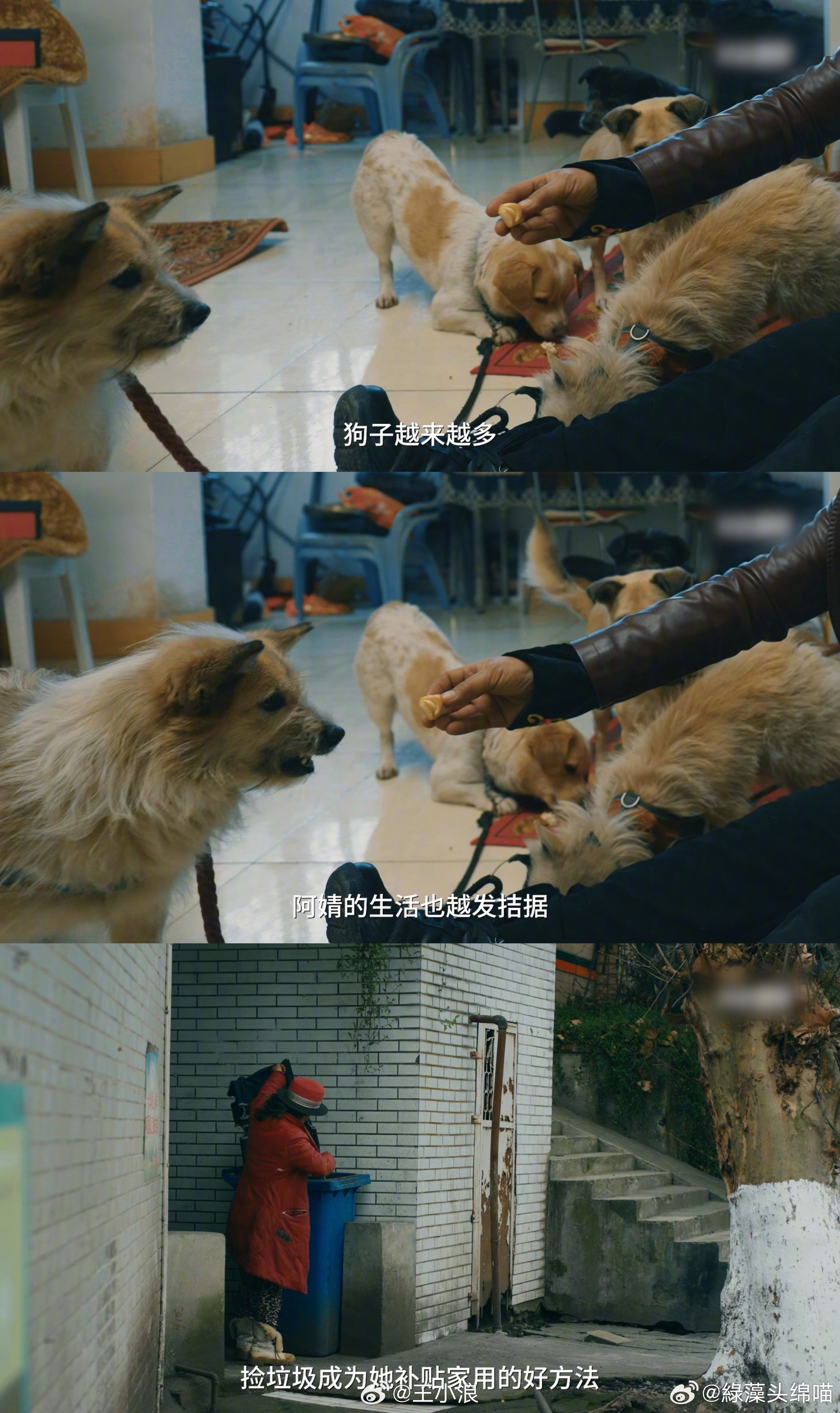 甘肃农村阿姨靠拾荒养活流浪猫狗 阿婧阿姨的经历让我反思生活中的选择，无论多艰辛，