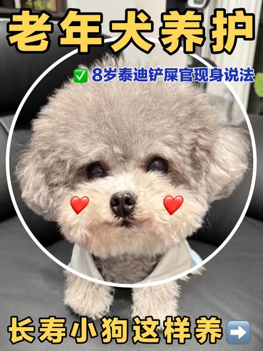 狗狗变老不可怕，附8岁狗狗喂养心得！
