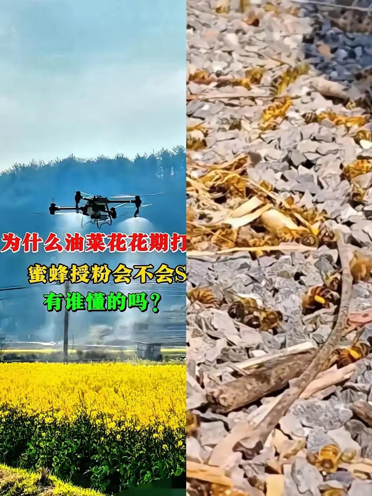 官方这次是动真格了！油菜花花期乱喷药的人，这次真的要慌了。
看着蜂农守着满地死蜂