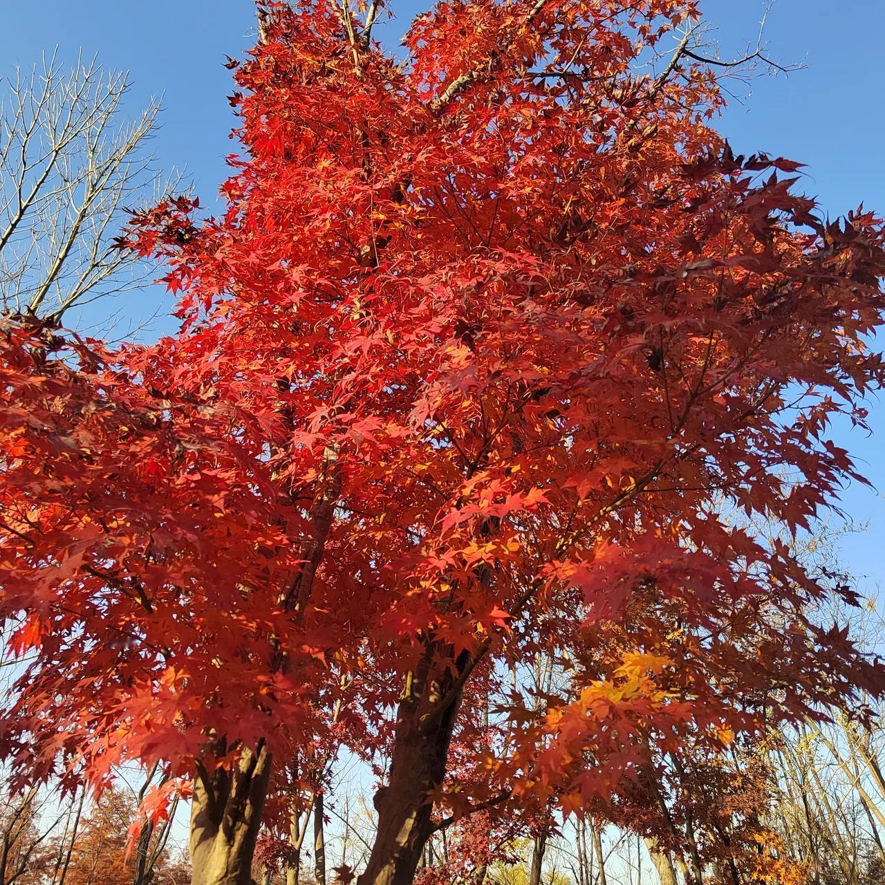 🔥紧急预警！甲流肆虐刷屏，全家防护必看干货！
 
最近刷到太多人吐槽甲流太猛，