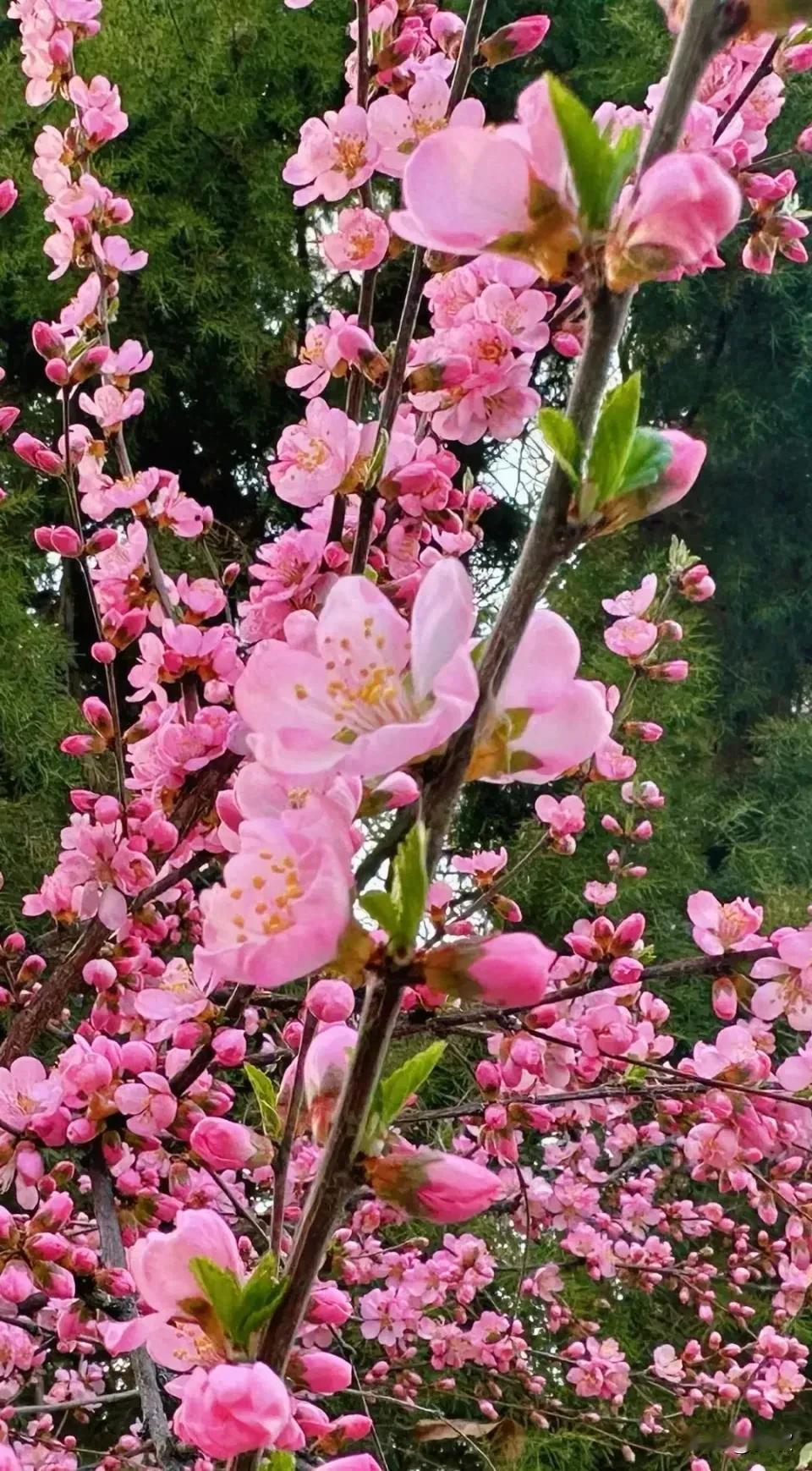 上联:风拂翠柳绘丹青
下联:雨润红桃妆画图
横批:春满人间