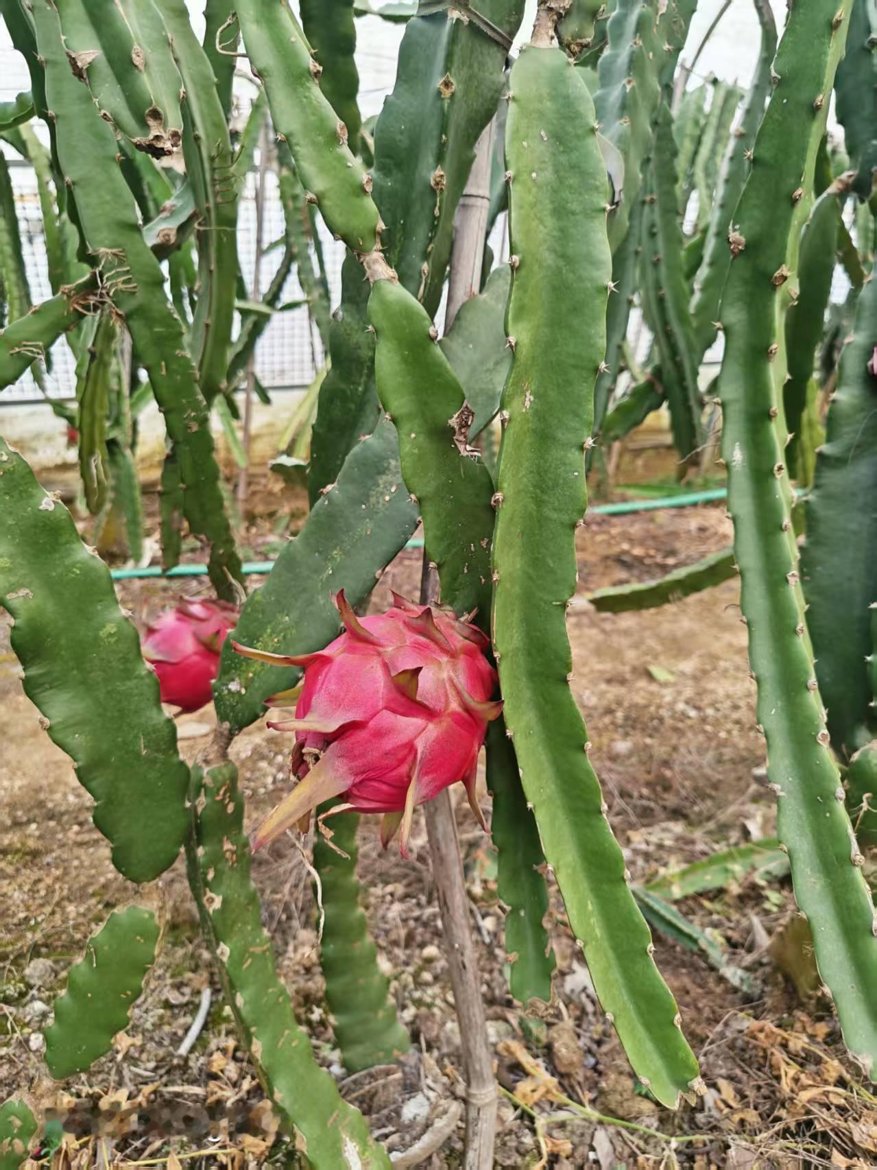 推荐一个超级美的农村小院

襄阳市黄龙镇向湾村有一家红军小院，非常适合搞公司团建