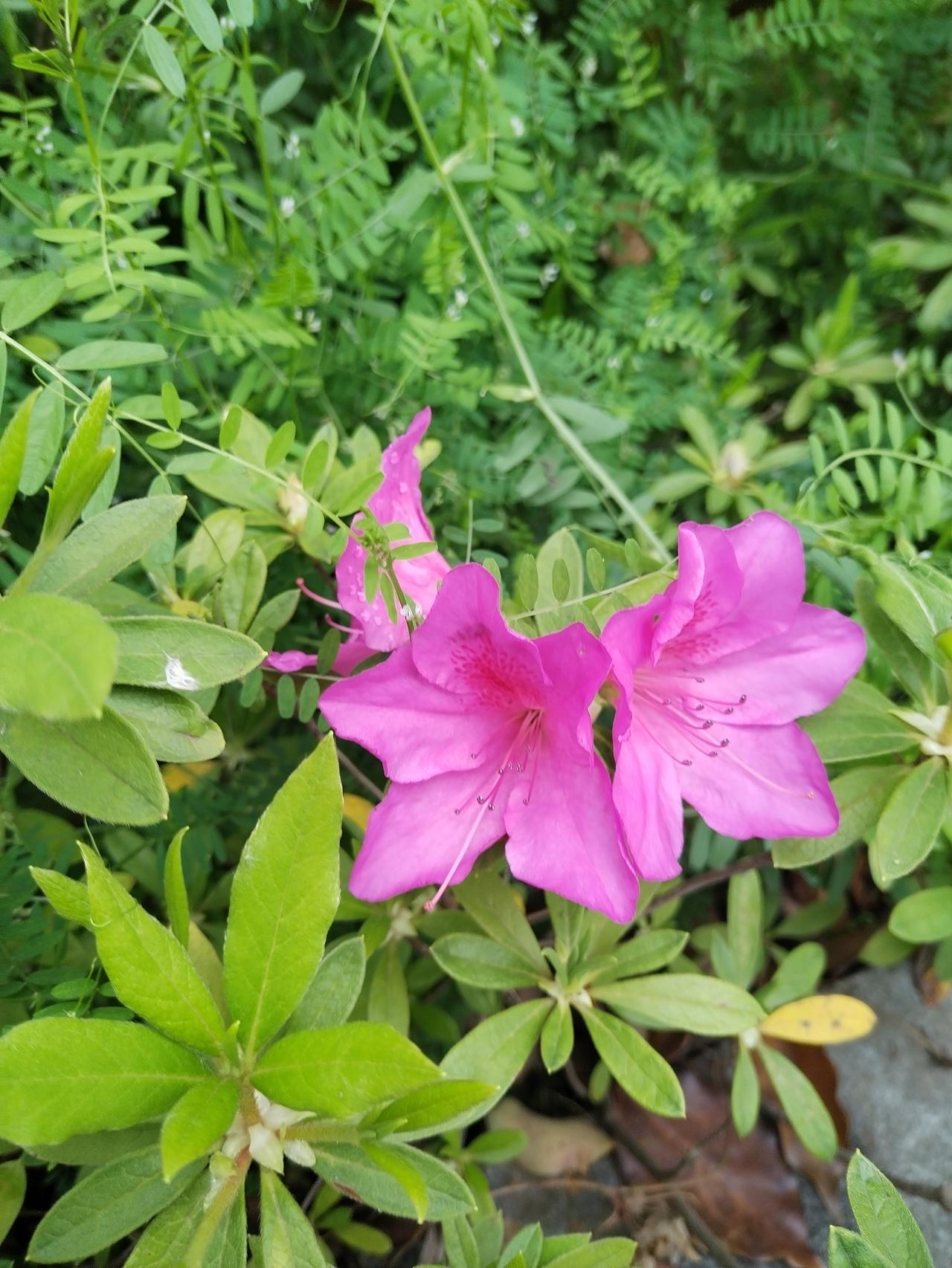 【趣联联趣】
上联：谷雨，麦穗方如晨鸟喙
下联：？
【一字千金】
《谷雨》
江平