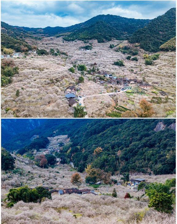 又是永泰青梅花季节 溪洋崩丘-万石村圈越
大概从21年开始，每年永泰青梅花开我都