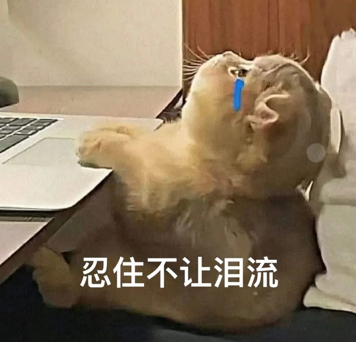 你们看主角的看主角看灵摆的看灵摆我在看工作界面呜呜呜呜呜呜呜呜