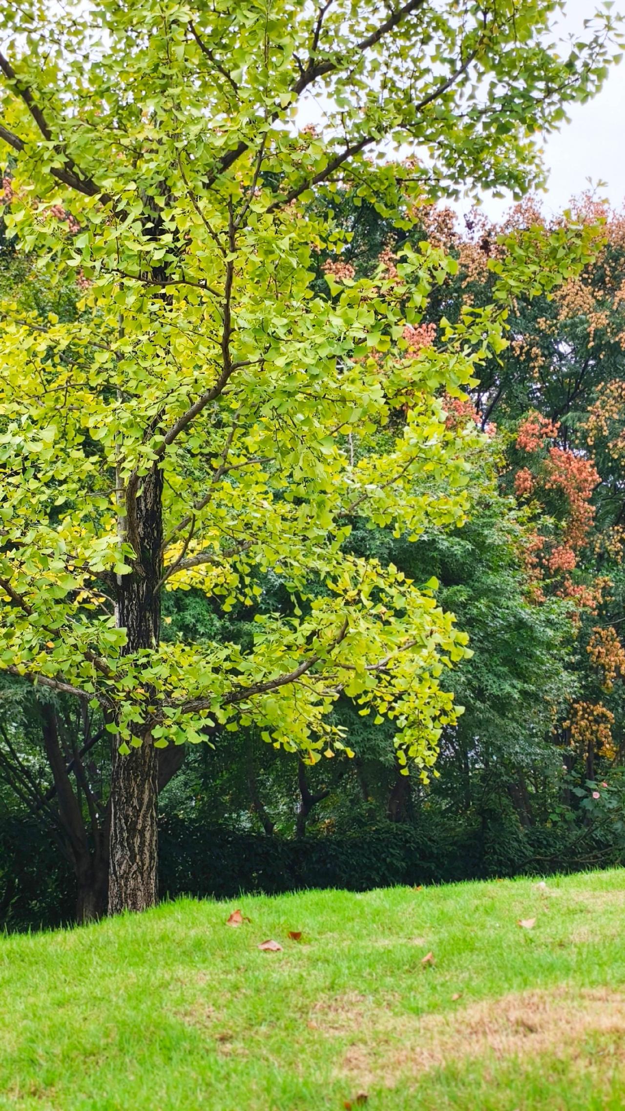 宜昌 宜昌旅游 宜见钟情心动宜昌  宜昌好玩的地方 城东公园