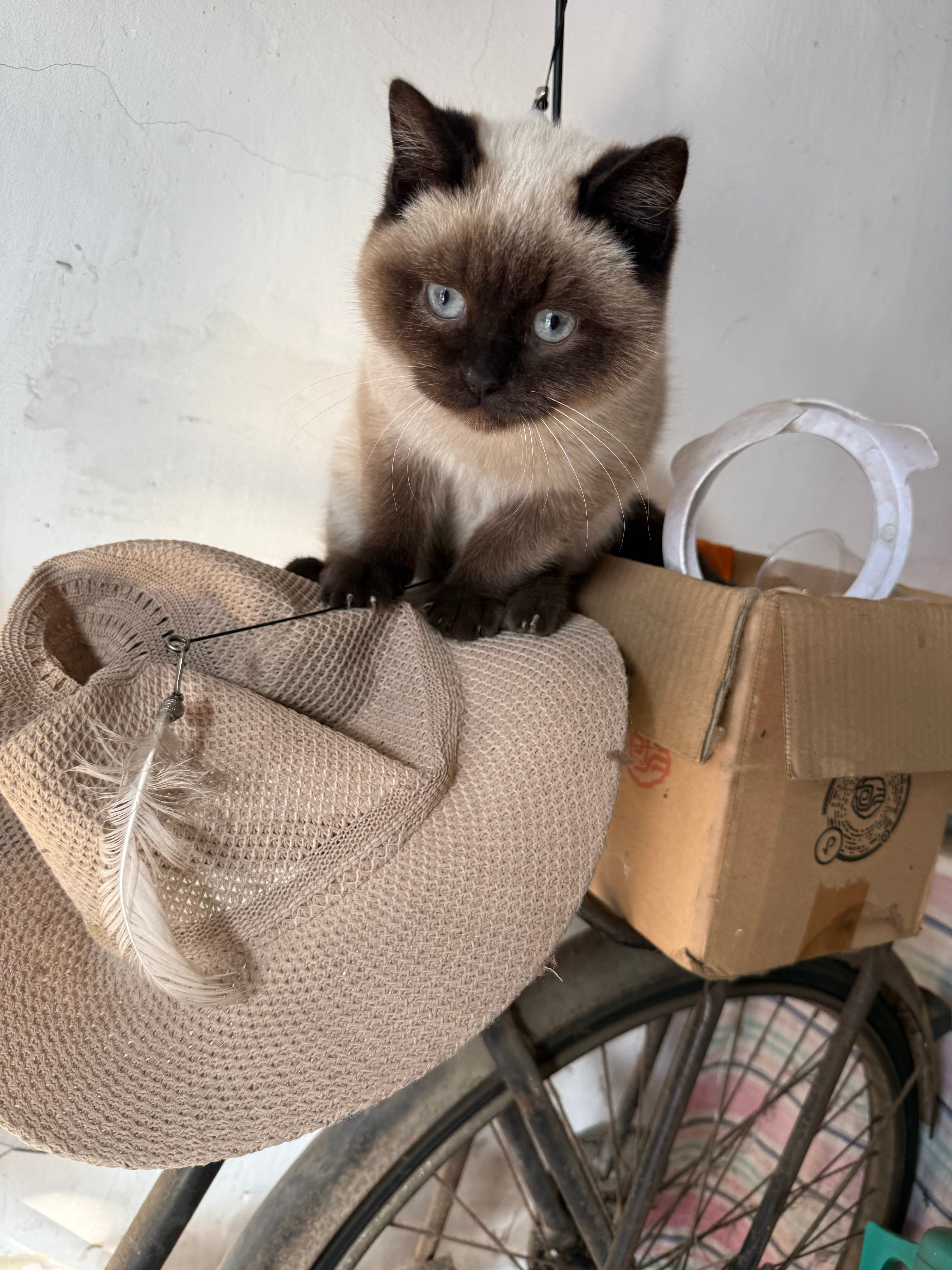 和你们的第一个年，我的宝宝 