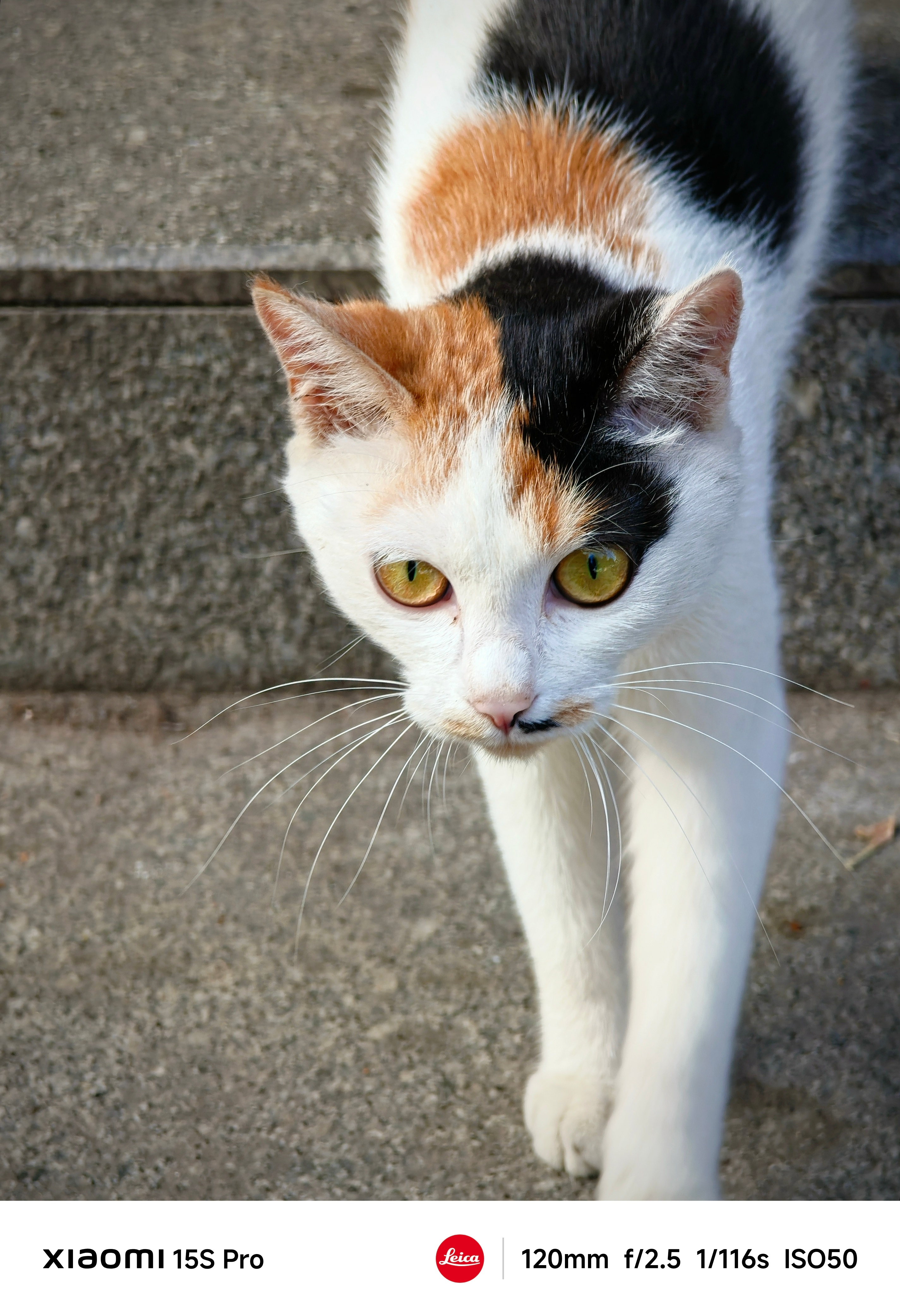 小猫给大学生体测说还没计时重新跑小猫变成何老师，告诉大家豆角一点都不老小猫往大爷