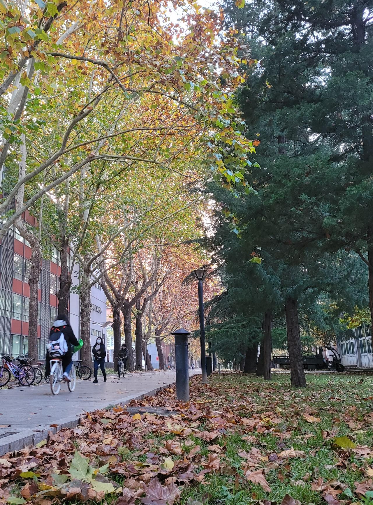 这不是纽约的大学，而是北京的学院派秋色！

我路过北京体育大学，看到清洁工特意将