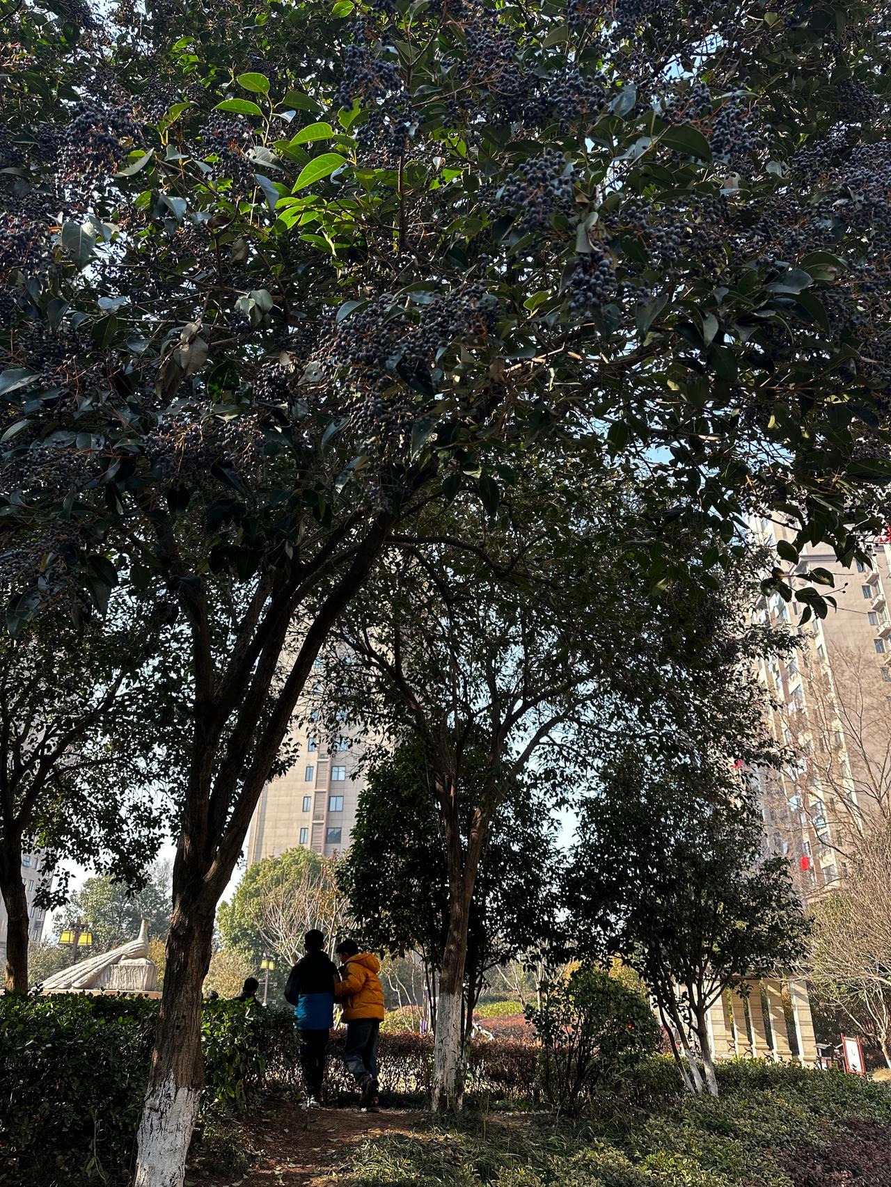 #我来唠家常##小区里的那些树# 其实是个宝，女贞子。