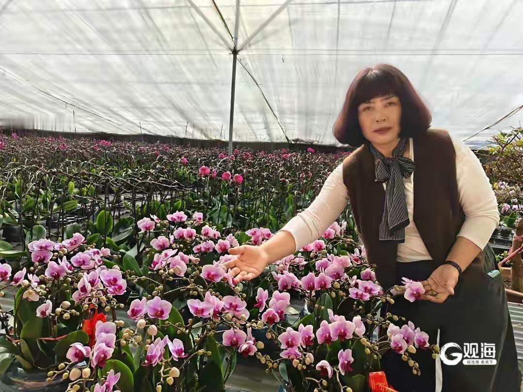 青岛胶州10万株“蝴蝶皇后”价格腰斩！小花型成年轻人新宠，揭秘年宵花顶流背后的财