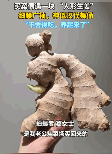 万万没想到！南京，一大妈在菜市场买菜偶得一块姜，到家后全家不淡定了！只见这块姜自