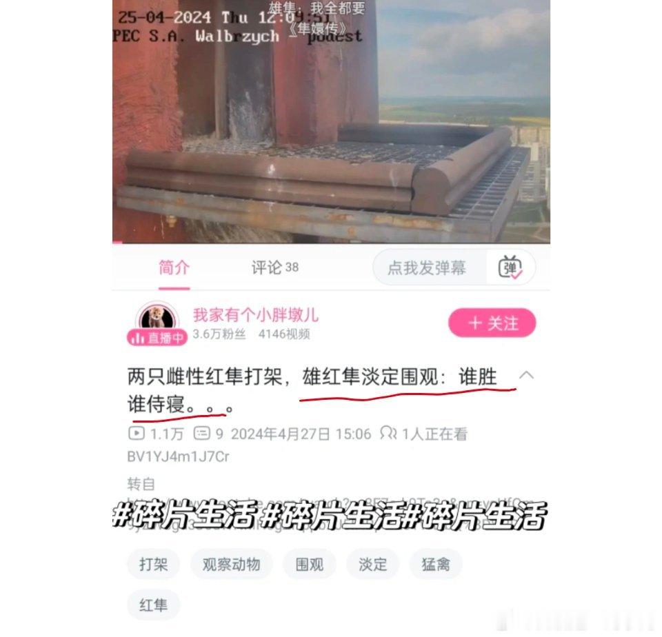 你的意思是右边这个弱小可怜无助害怕的雄红隼是这个红隼群体的首领？ ​​​