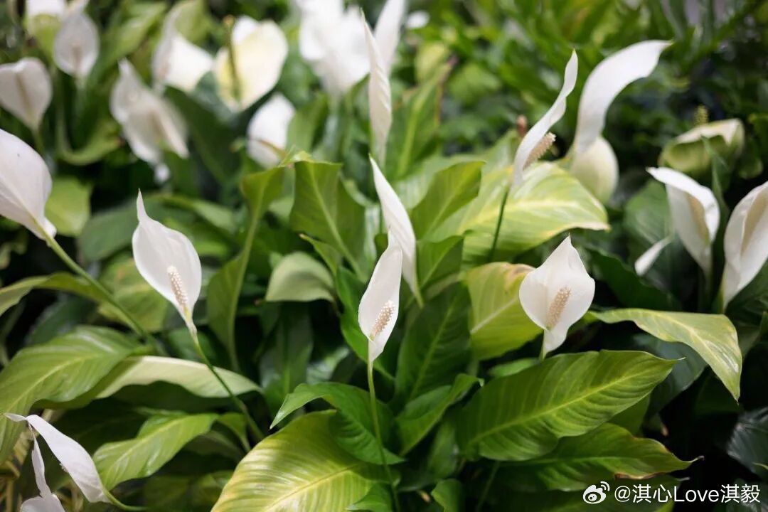 介绍一种养在办公室里面或者书房里面的植物，它就是白鹤芋，也就是大家所俗称的一帆风