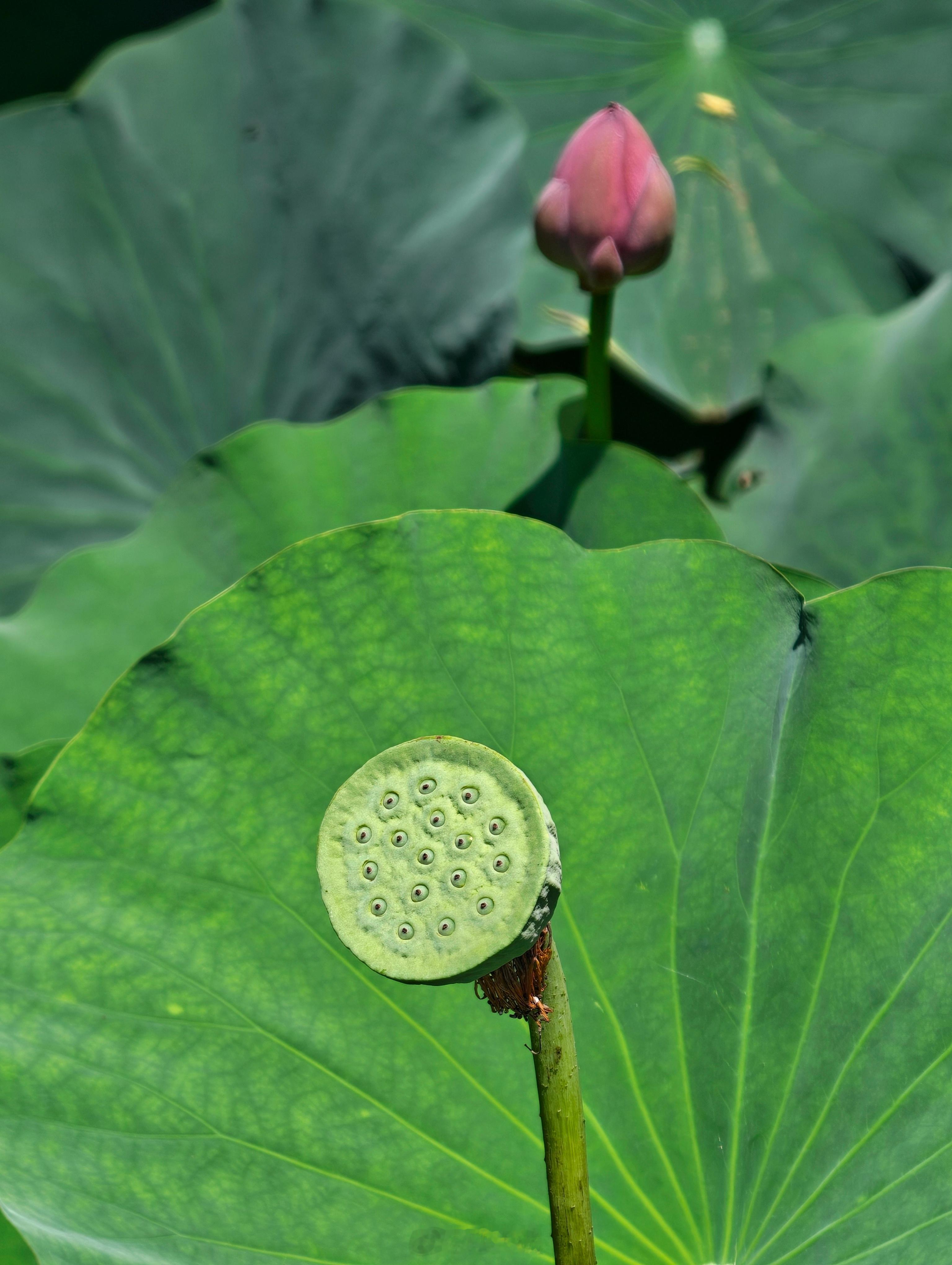 大中午拍荷花真是个体力活荷花大中午的通常会合拢花瓣，不过也不尽然——总有那么几朵