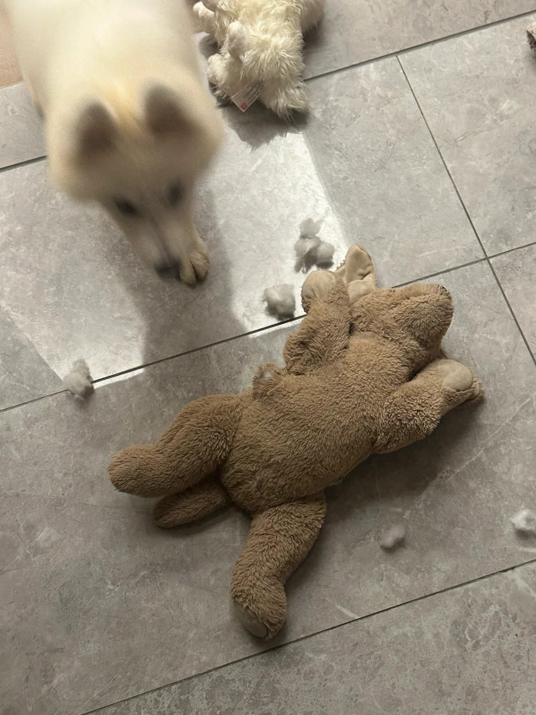 因为我老抱着其他狗所以把它咬s了😅强制爱