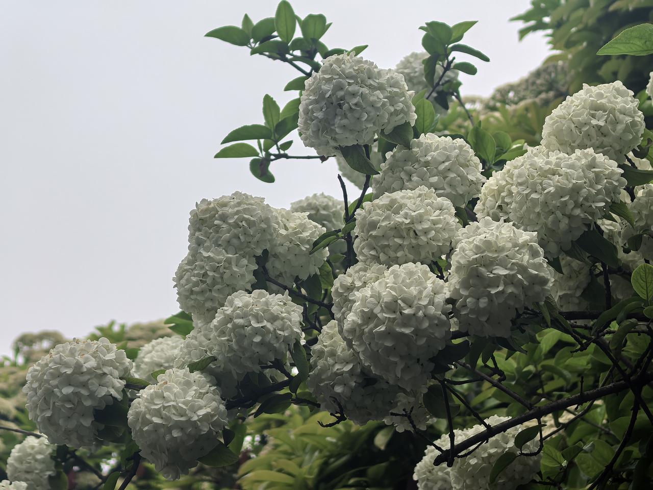 晒一张最美的绣球花照片