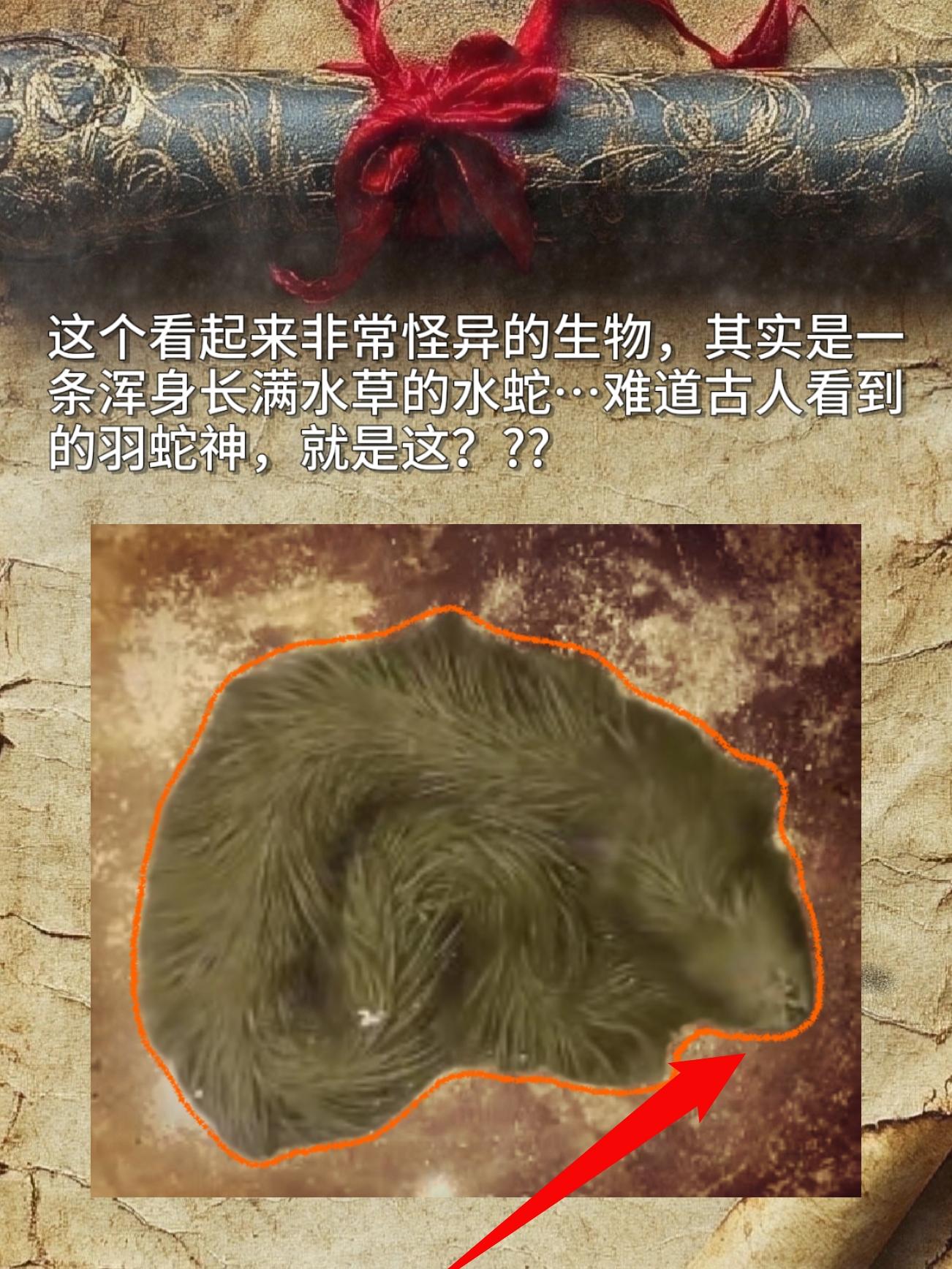 个看起来非常怪异的生物，其实是一条浑身长满水草的水蛇…难道古人看到的羽...