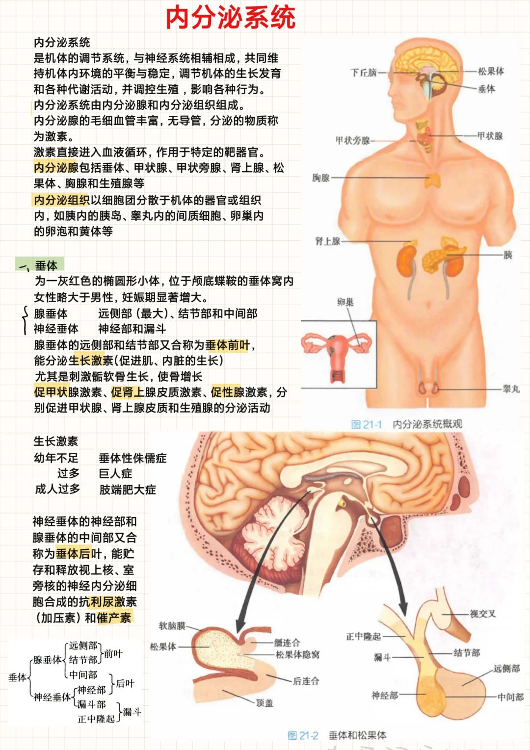 系统解剖学（12）-内分泌系统