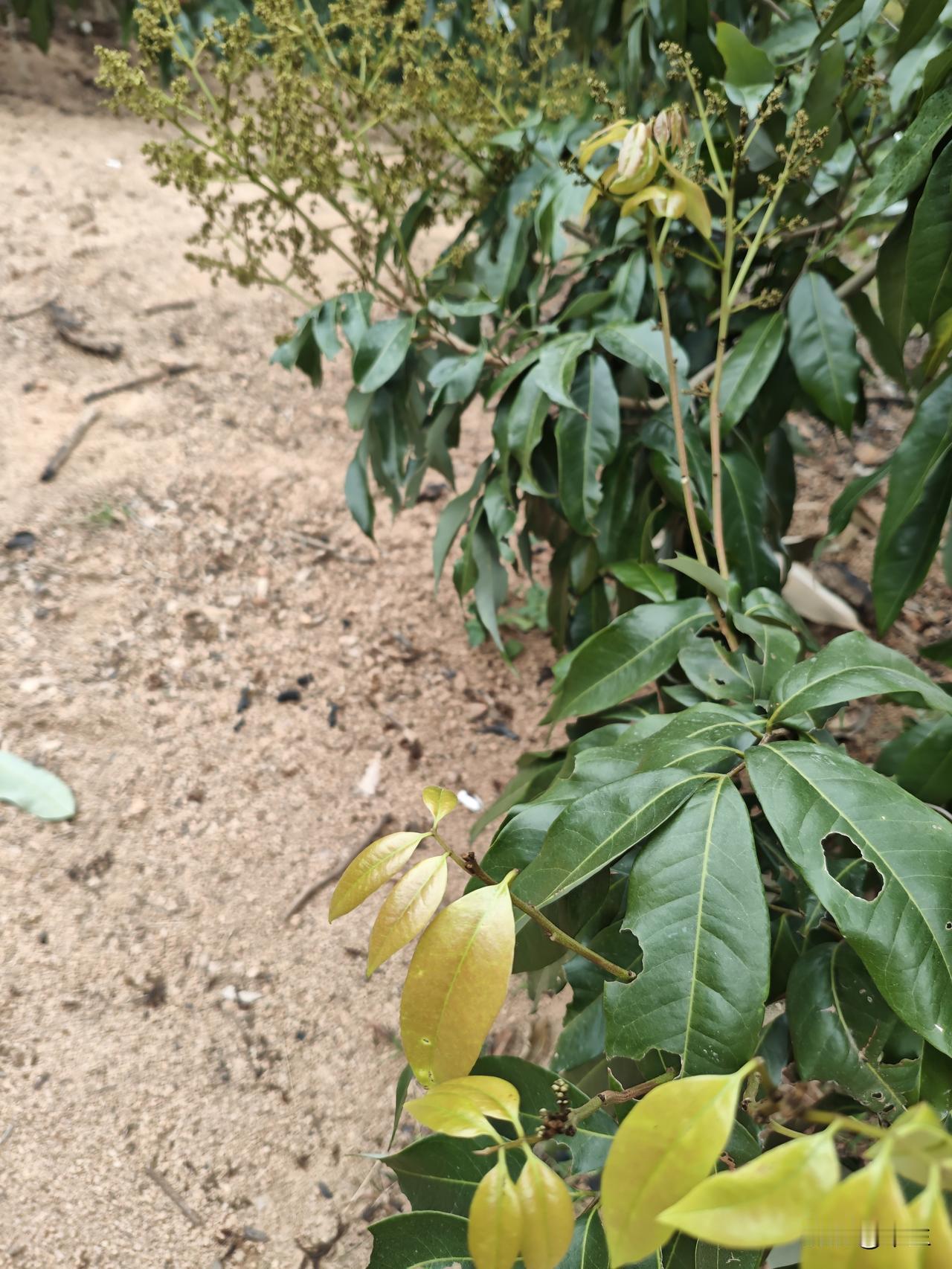 荔枝妃子笑再现惊喜

2月13日对妃子笑摘除红叶，今天巡视发现已经出现几颗白点，