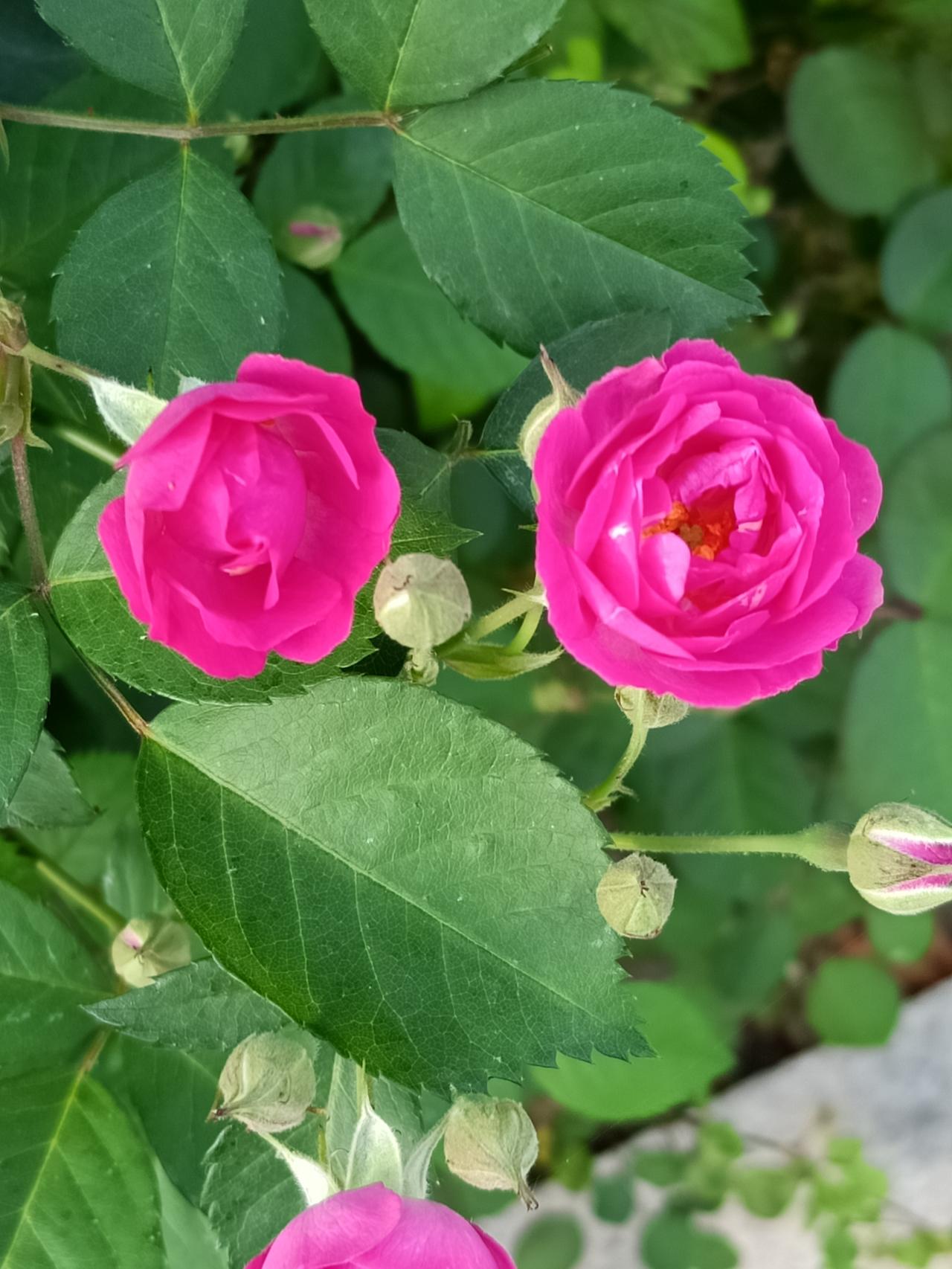 春天的清晨，气候适宜，必须到外边去散步一会，心情愉悦，吃早餐才会更香。

空气里