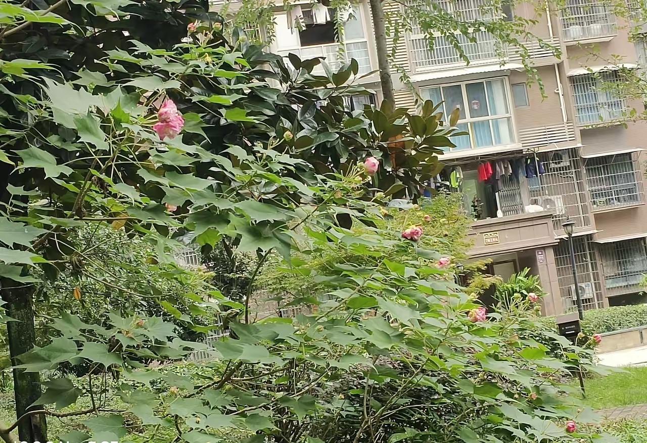 美国果然包藏祸心，与日本狼狈为奸，就在中日剑拔弩张之际，本月19日美国批准向日本