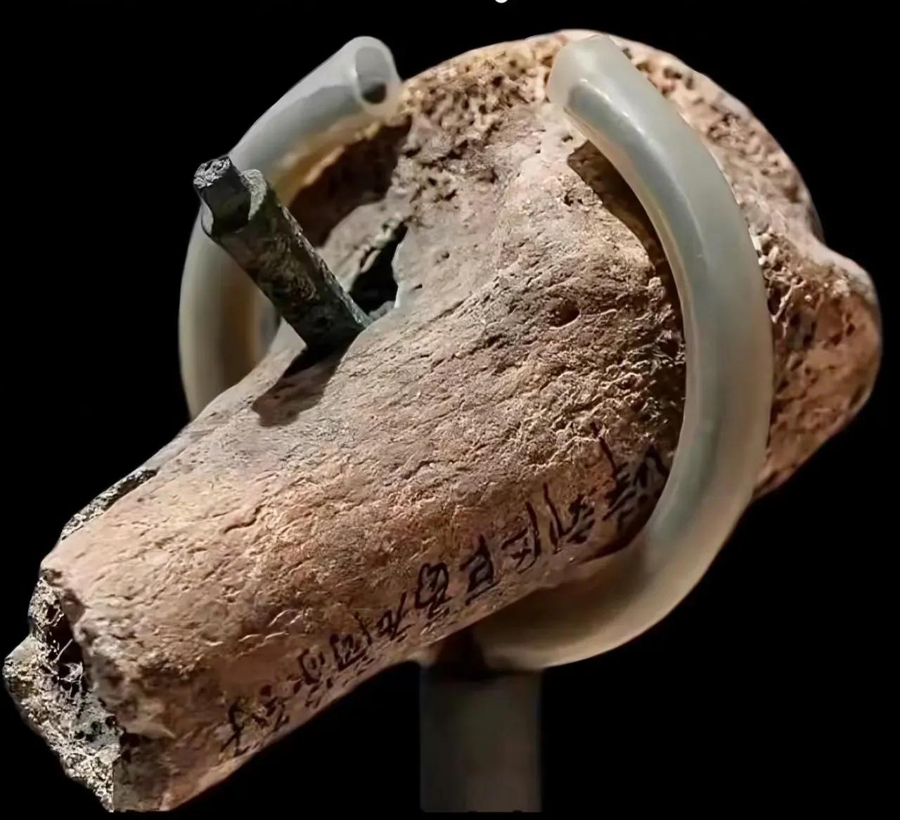 这也太疼了吧？天津博物馆藏着一截战国人腿骨，距今2400年，箭镞深嵌骨头达6公分