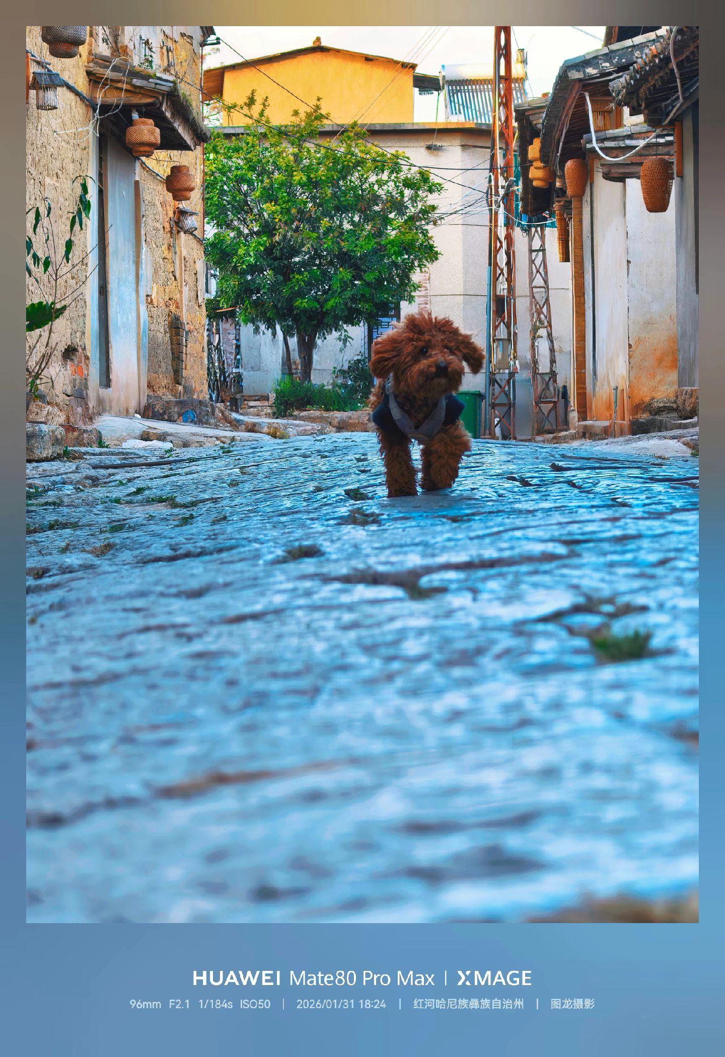 独自漫步老街，收获一只小跟班，尾巴摇圆的跟着我走了几条街了，既然这么投...