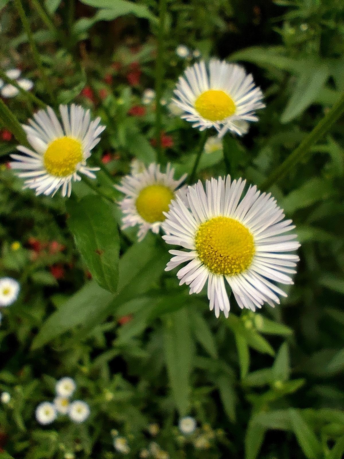 自然生长的小花《一年蓬》
   夏日时节，百花开放，一年蓬也在其中绽放。花朵虽小