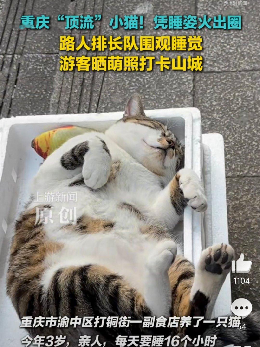 小猫每天睡16小时凭睡姿出圈好可爱，躺赢猫生 