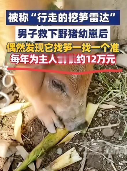2024年的5月，在浙江温州的一片山间溪畔，夏先生在傍晚归途中遭遇了一名特殊的"
