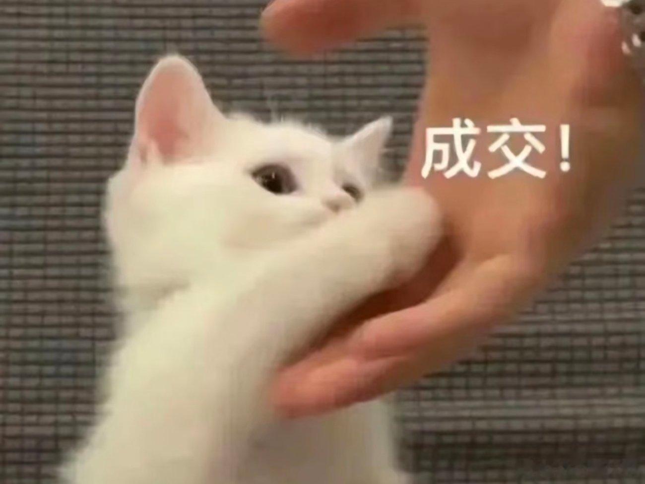 可爱表情包。 