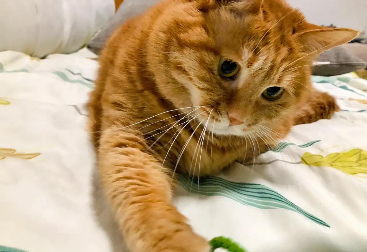 最近看到有人说
养猫就是在养小时候的自己
仔细想想还真是这么回事
猫的智商只有2