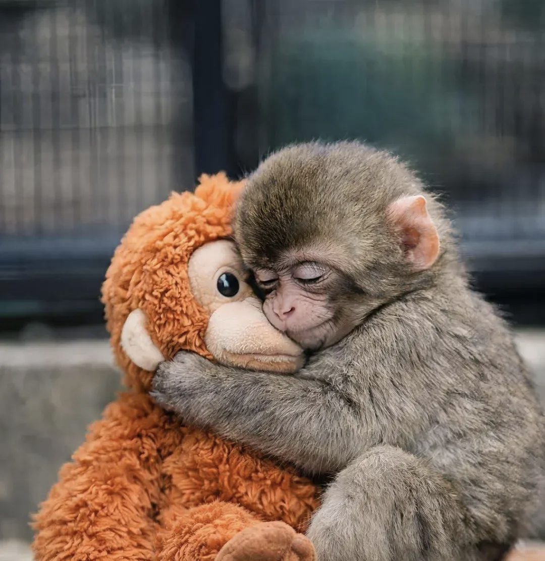 看图：小猴子太可爱了，太可怜了~看短视频：峨眉山的泼猴，打死他！ 