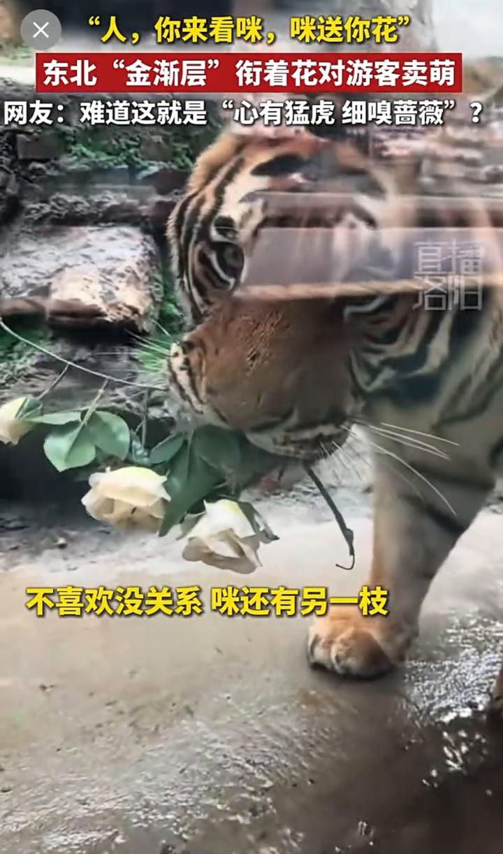 东北"金渐层"街着花对游客卖萌。网友：难道这就是"心有猛虎，细嗅蔷薇"？
人，喜