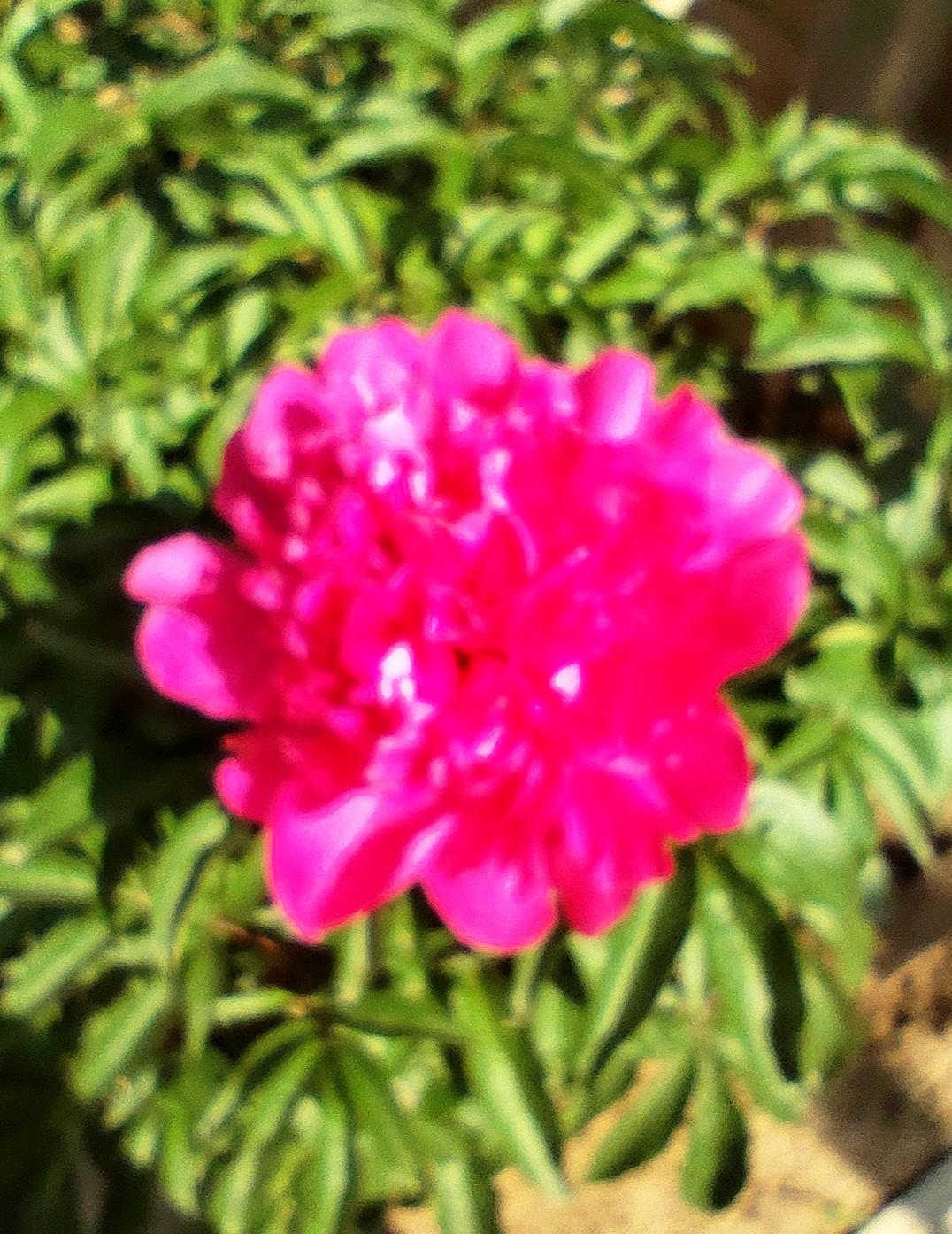 夏日盛开的重瓣芍药
   初夏时节，芍药花绽放，花朵硕大，颜色美丽。芍药本是花中