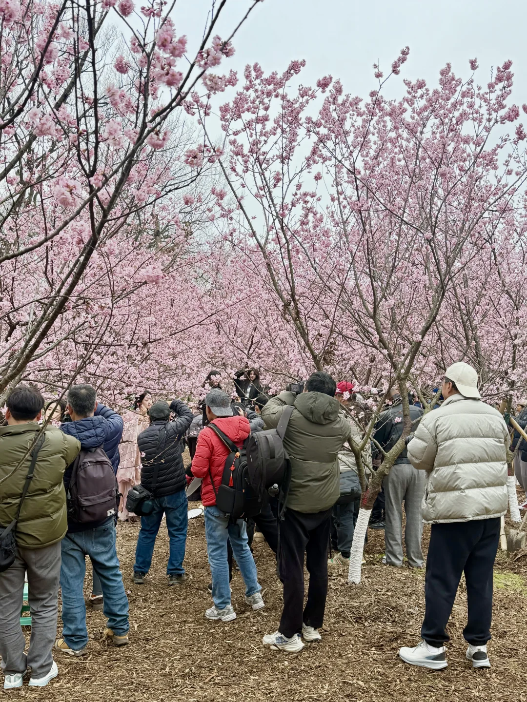2.25live 中山植物园樱花林现状