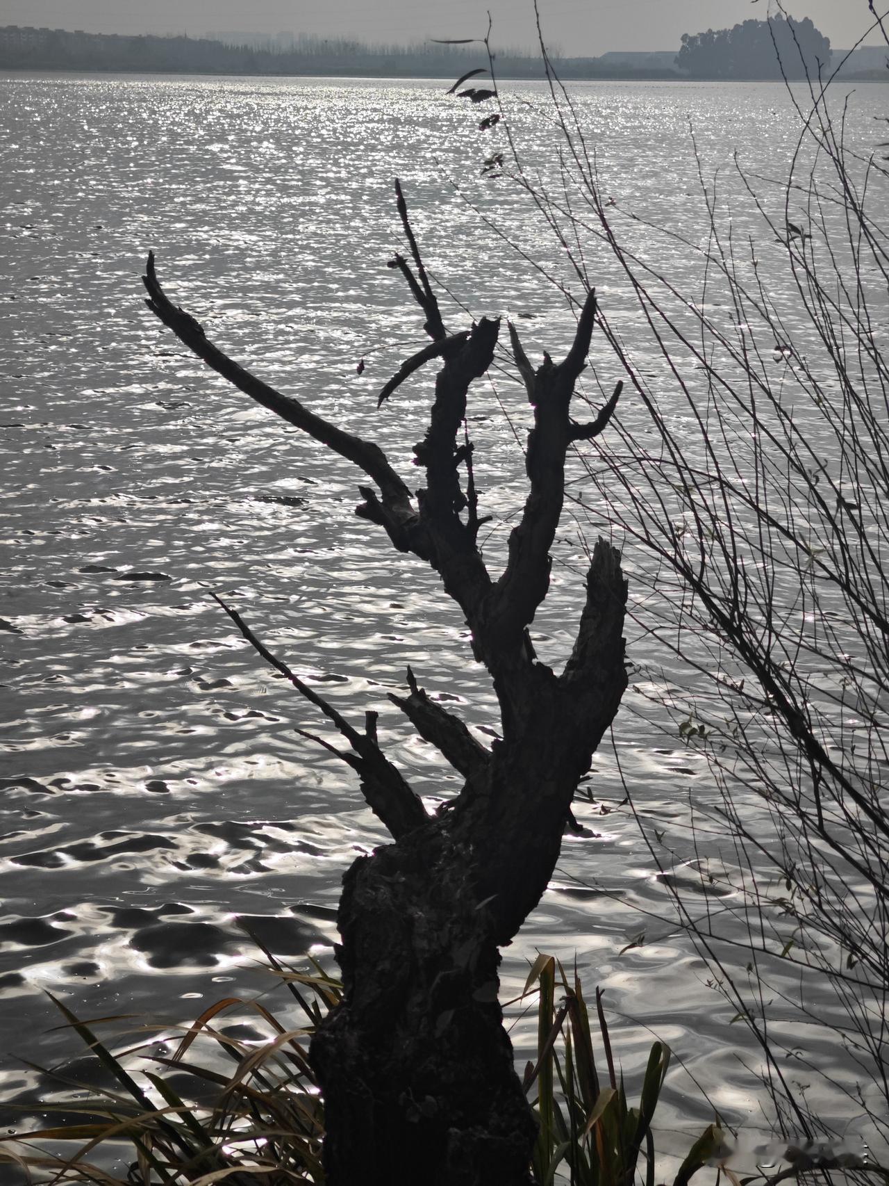 初冬
​残到极致是风景
​还好
​兜底的永远是茶
