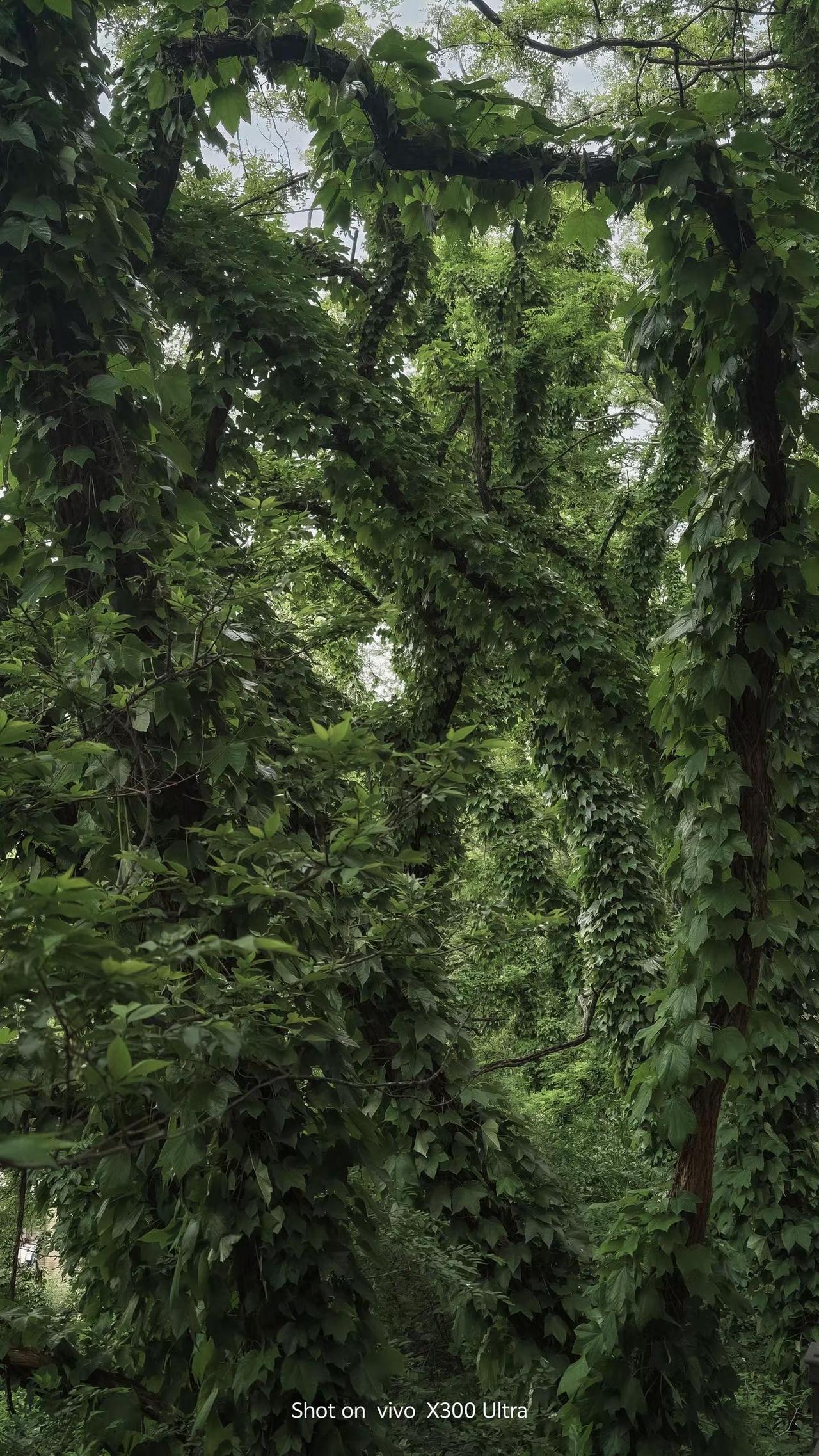 误入大连闹市，撞进一片绿野仙境，现实版绿野仙踪美得不像话🍃     📍大连鸣