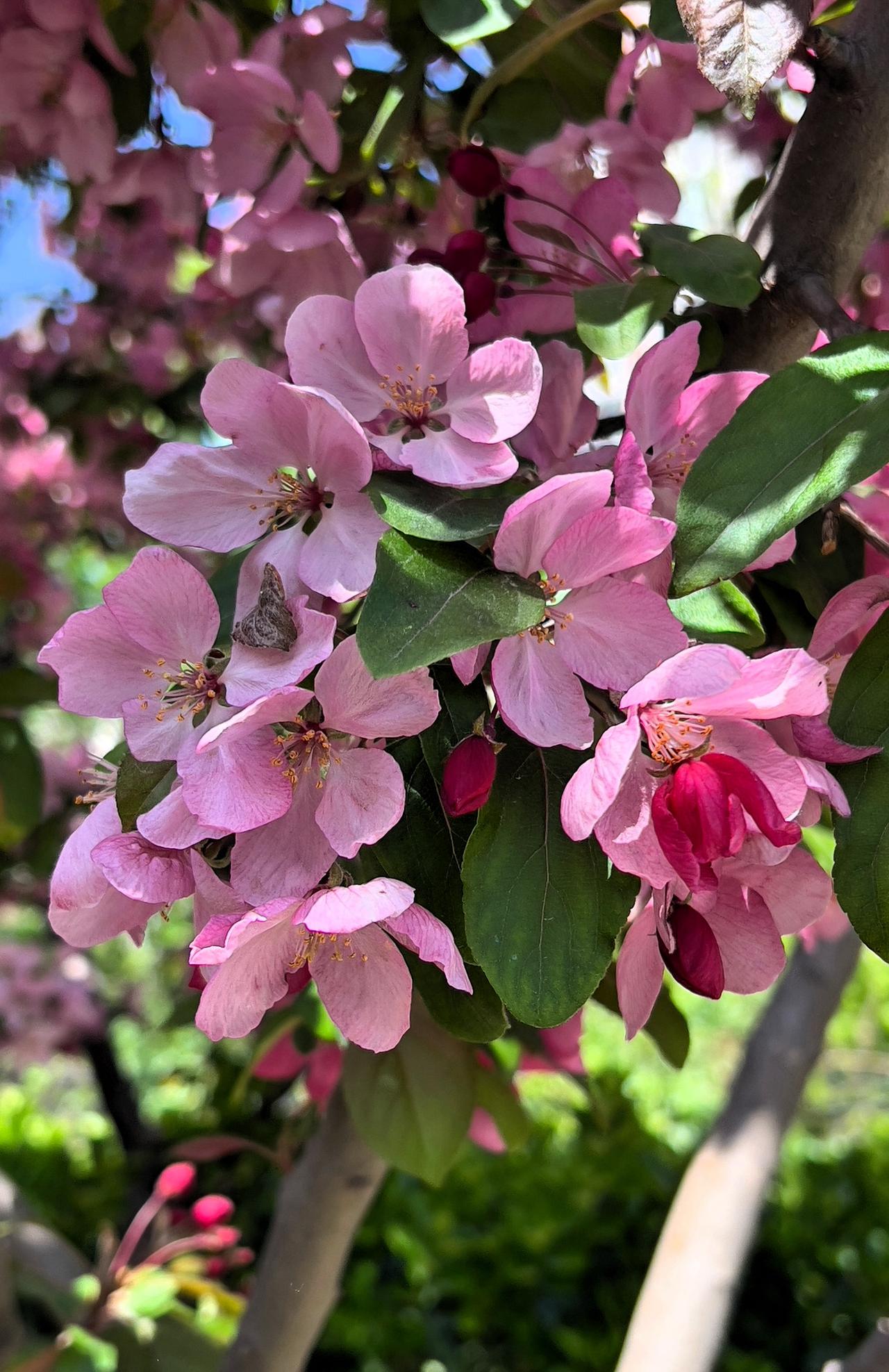 四月的北京，到处都是花的海洋，这个季节、樱花树、桃树、李子树等树木的花朵竞相绽放