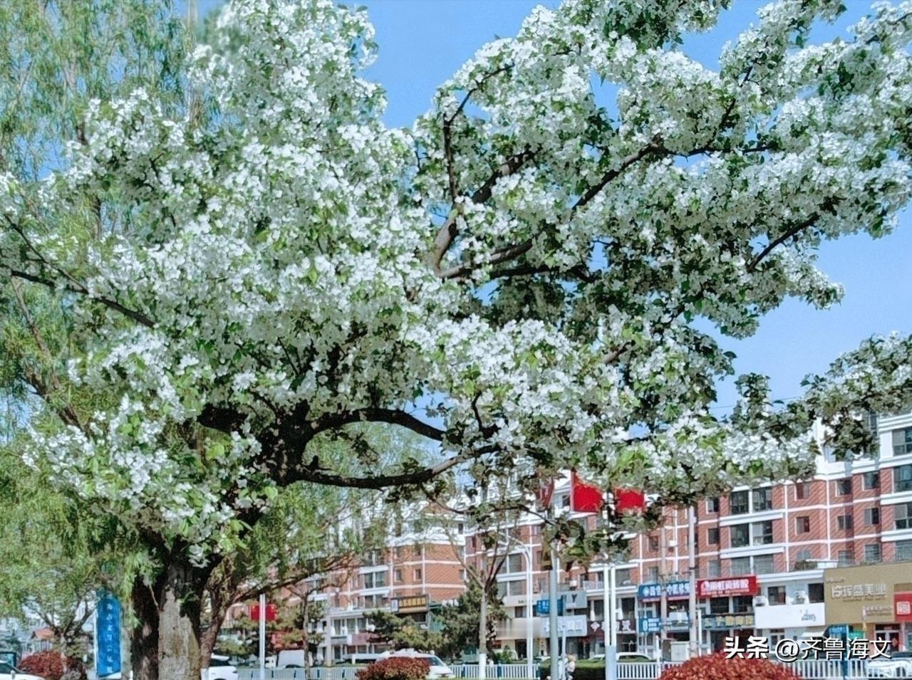 看似梨树满枝花  却是山荆子开花