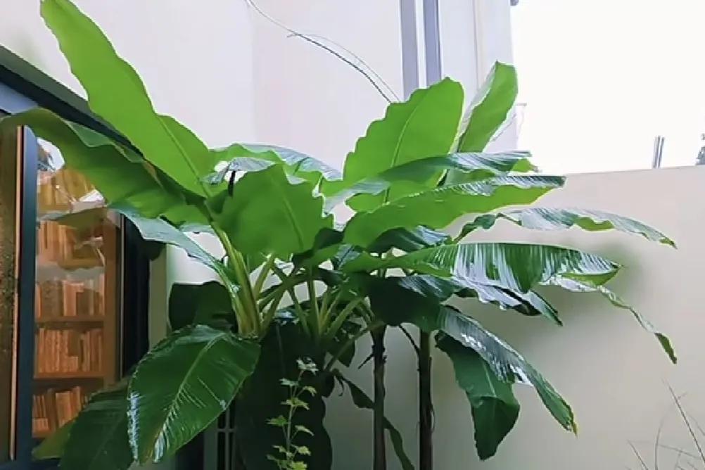 七律·芭蕉雨

夜雨芭蕉点点喧，声声入梦夏无言。
相思倦了庭前草，往事频繁故里村