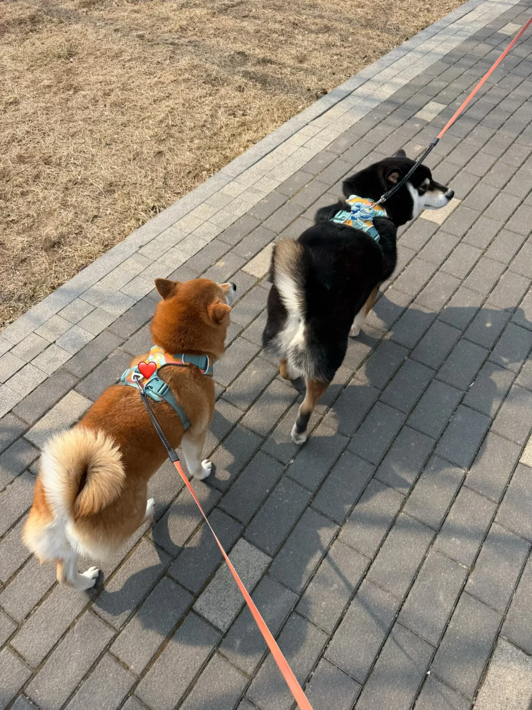 小狗走路必须斜着