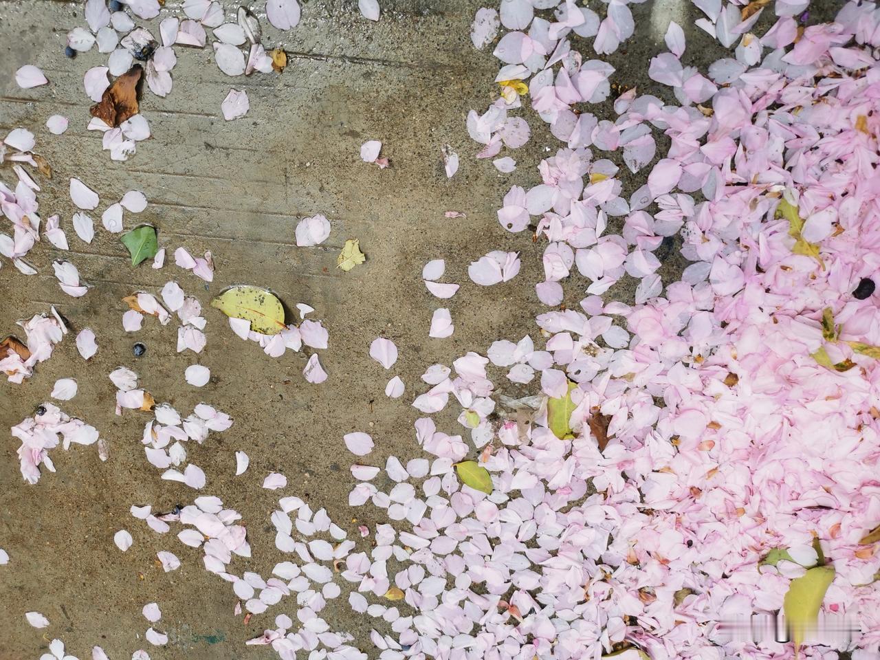 该死的花，怎么开成这样
该死的春天，怎么美成这样

该死的水，怎么清成这样
该死