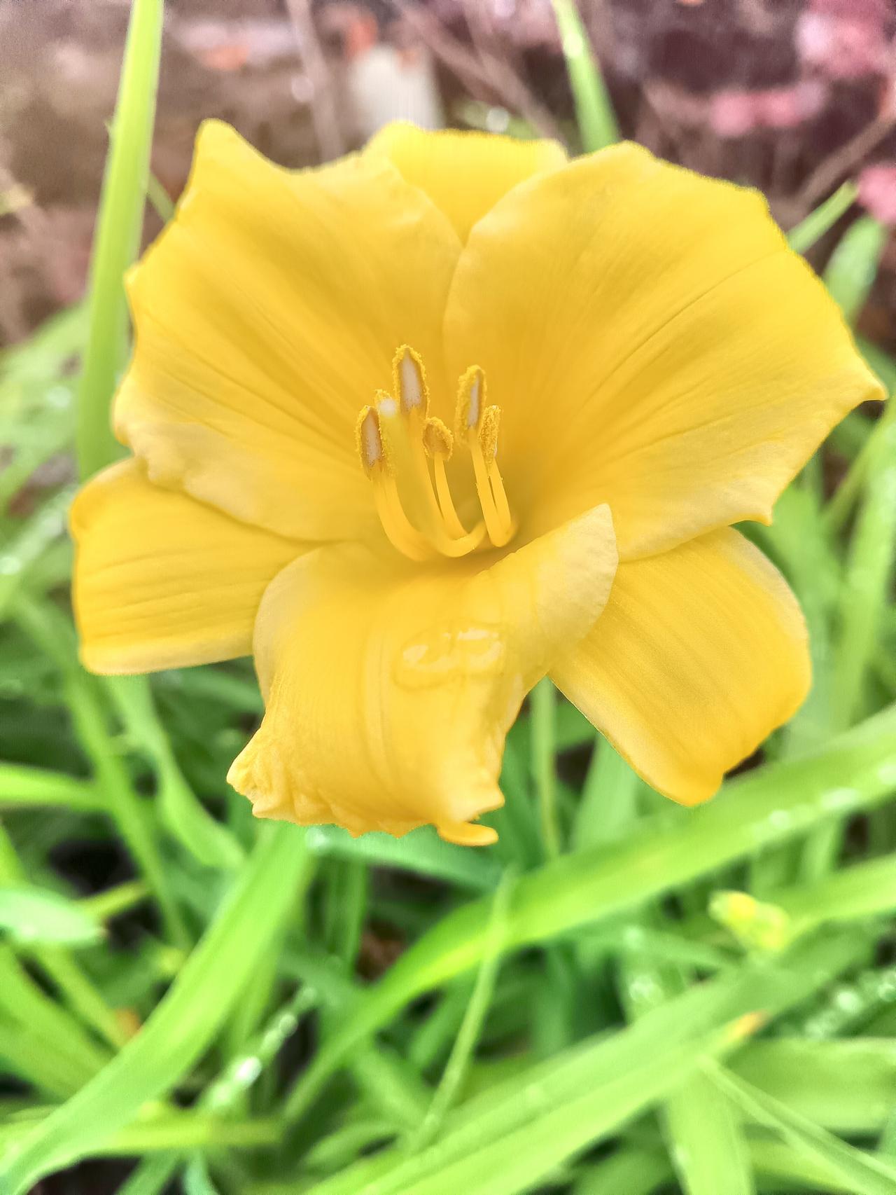 分享一张你拍的花，什么花都行雨停了，黄花醒了。带着一身清露，在绿影里，悄悄亮了起