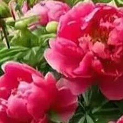 因为绿叶的衬托，娇艳的鲜花💐才美丽 