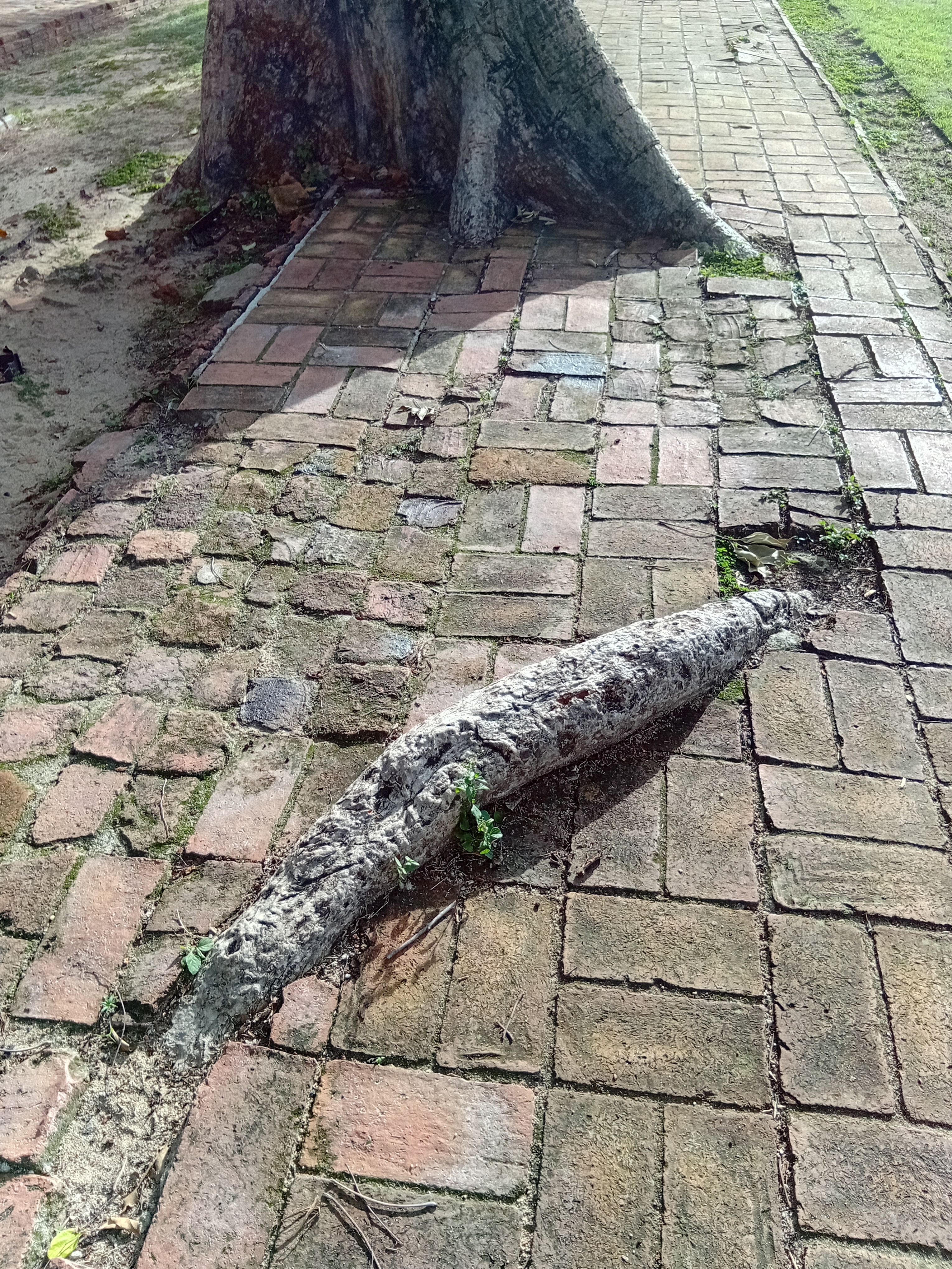菩提即是慧根... 