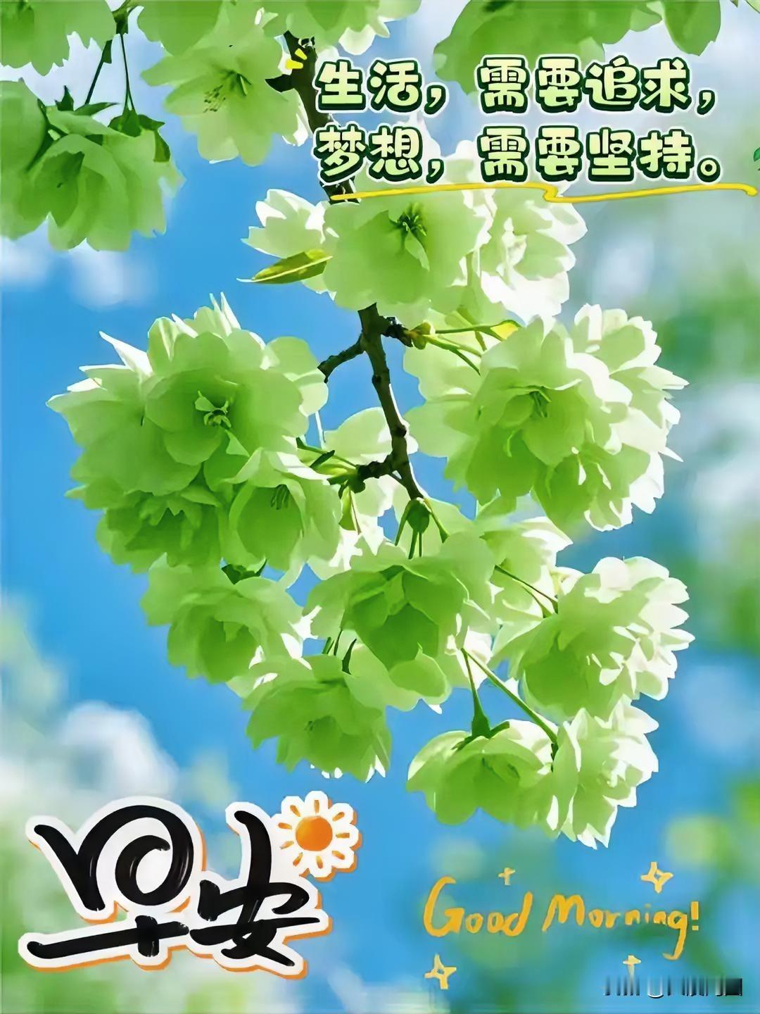 早安呀，崭新的一天，全新的开始！🌸🌞早上第一句祝福 新的一天早安图 清晨图片