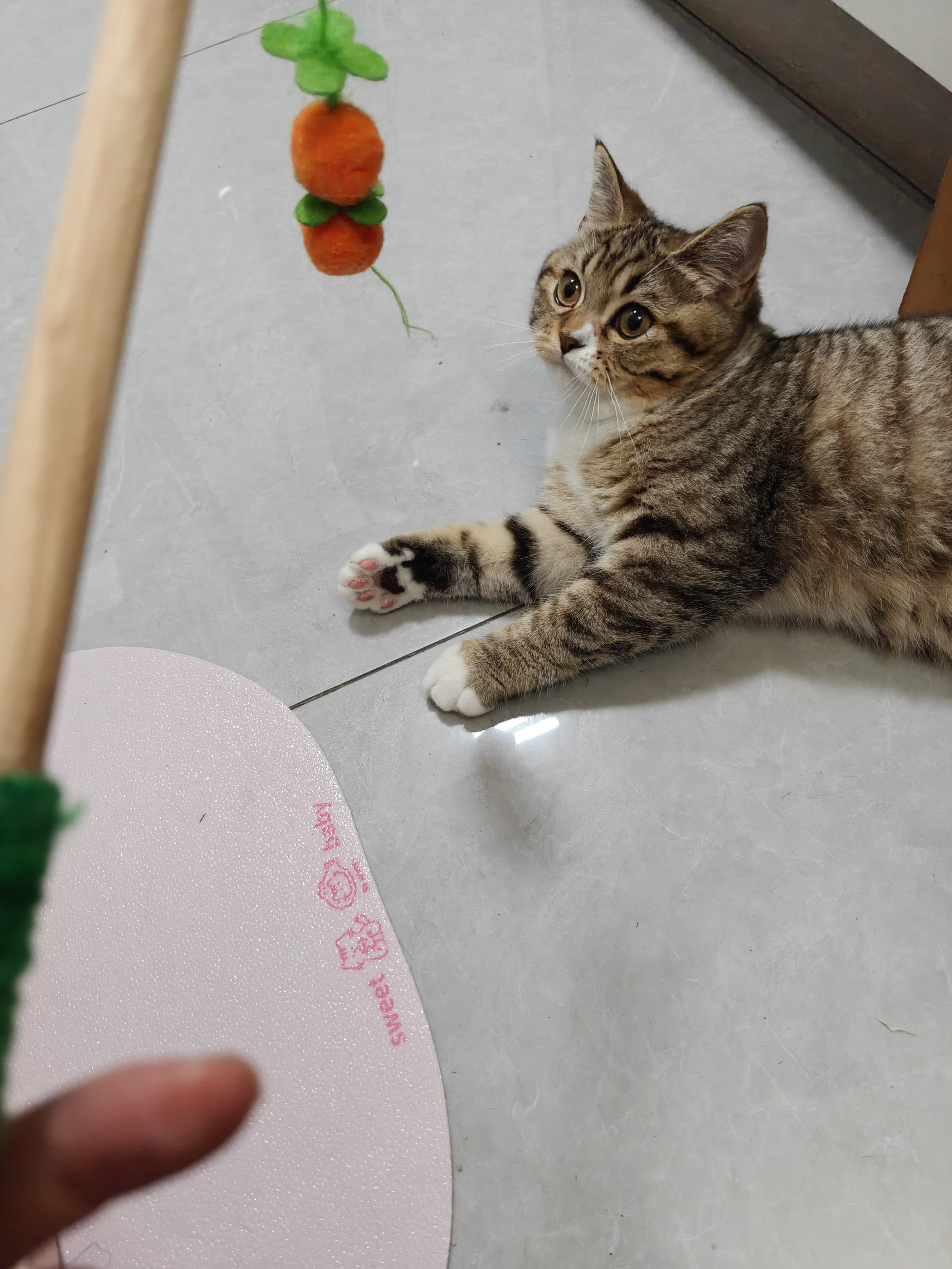 一只特别特别可爱的小猫咪~~~ 
